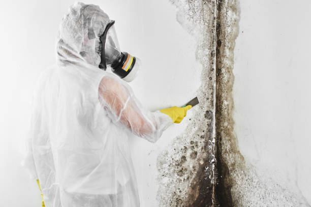 Best Mold Removal for HVAC Installations  in Arkansas City, KS